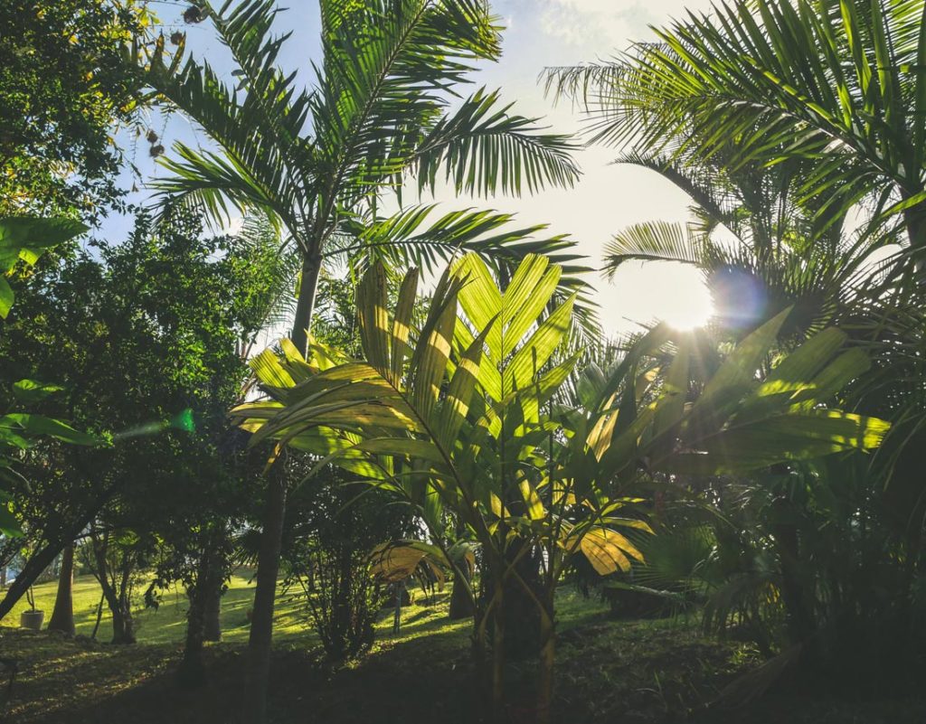 Galerie Photos Du Site événementiel à Saint-Leu, Réunion - Jardin D'Ama